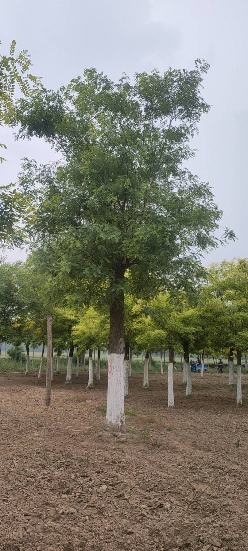 槐树