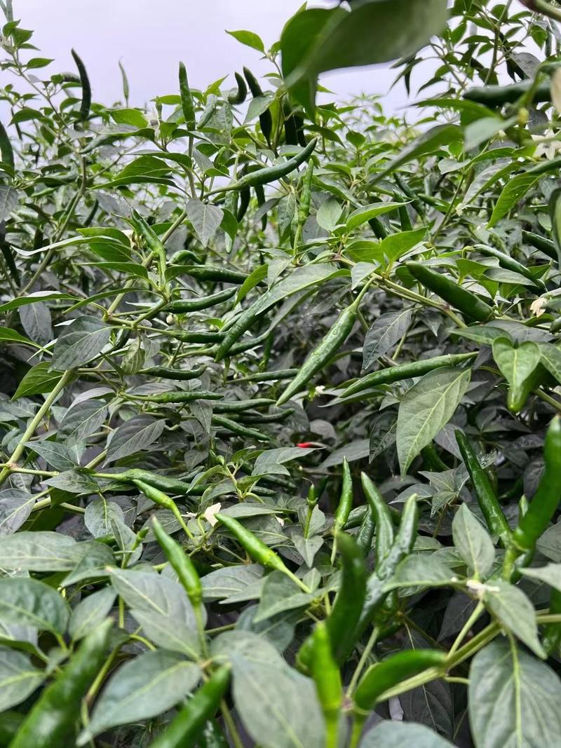 兴丰指天椒辣椒苗，生长旺盛，耐热耐湿，坐果产量高。