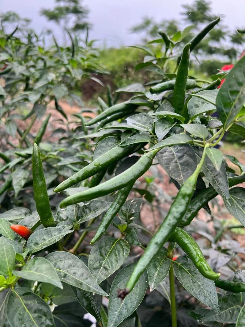 兴丰指天椒辣椒苗，生长旺盛，耐热耐湿，坐果产量高。