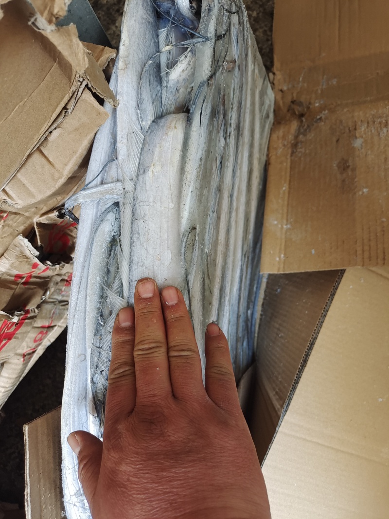 带鱼灯光船冻规格齐全。新鲜整条无冰，品相佳