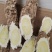 野生黄芪纯手工片批发