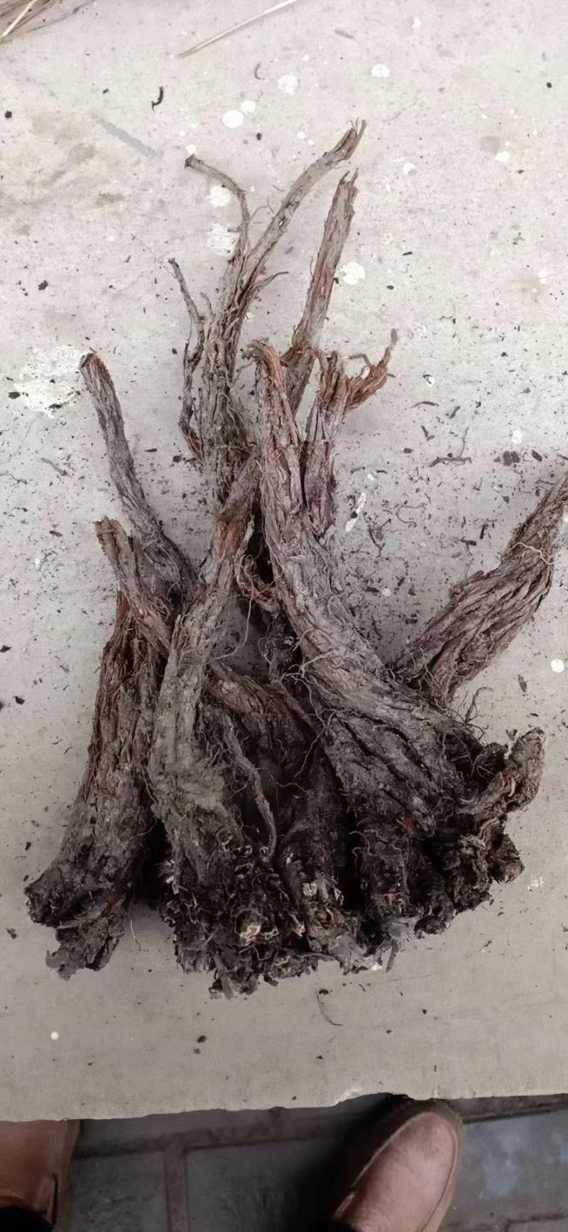野生紫花丹参产地批发