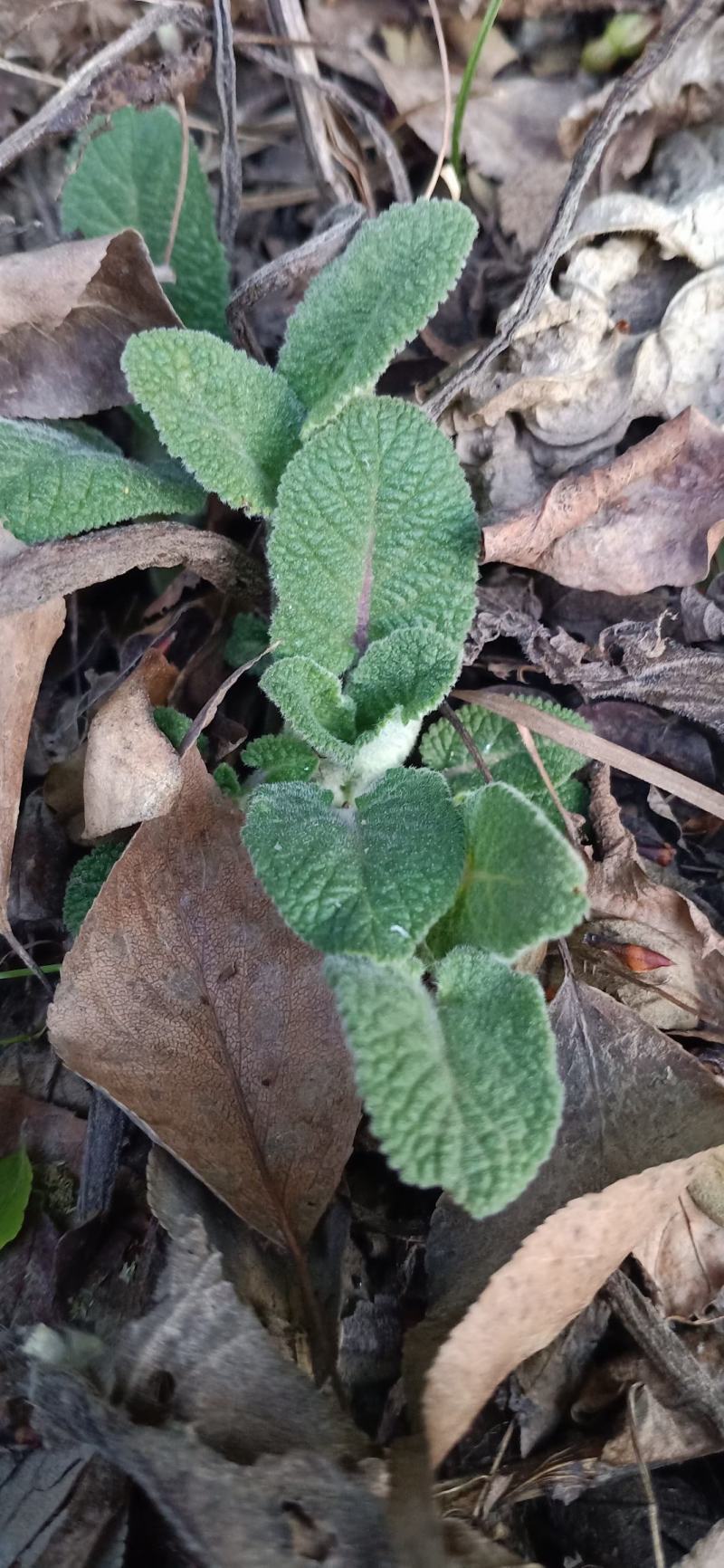 野生紫花丹参产地批发