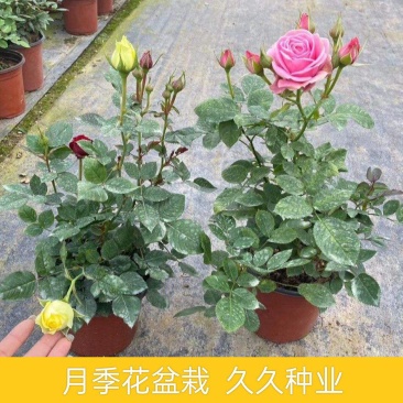 月季花苗带花苞四季开花大苗玫瑰花卉盆栽中国红
