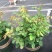 月季花苗带花苞四季开花大苗玫瑰花卉盆栽中国红