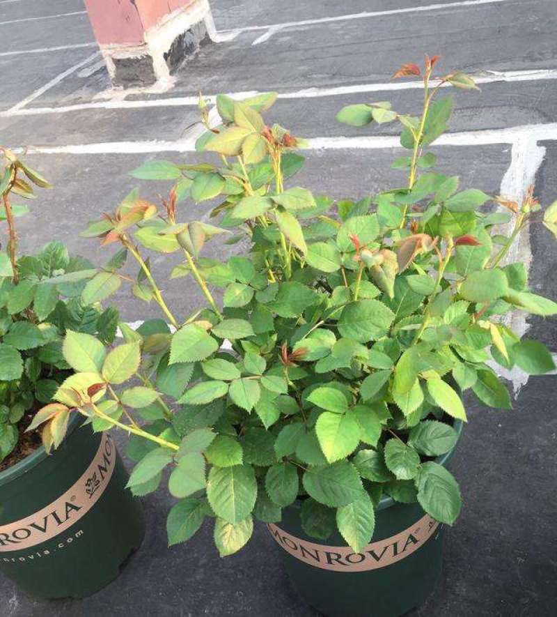 月季花苗带花苞四季开花大苗玫瑰花卉盆栽中国红