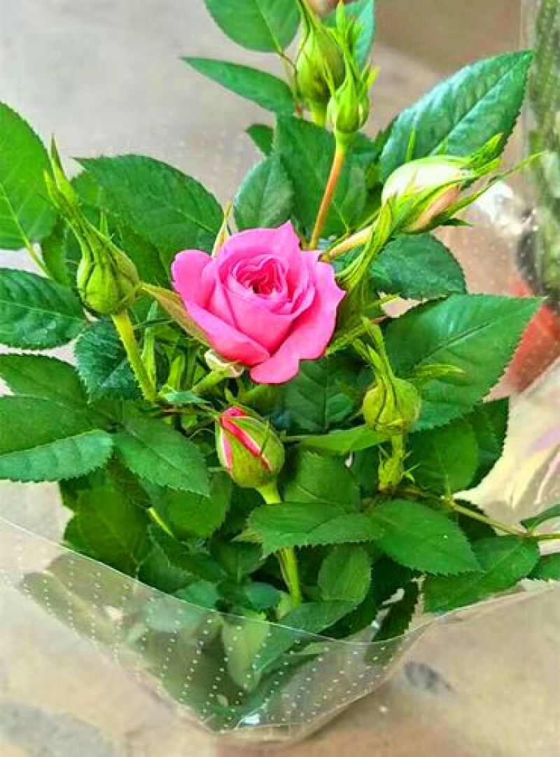 月季花苗带花苞四季开花大苗玫瑰花卉盆栽中国红