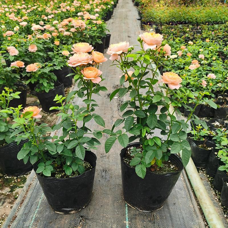 月季花苗带花苞四季开花大苗玫瑰花卉盆栽中国红