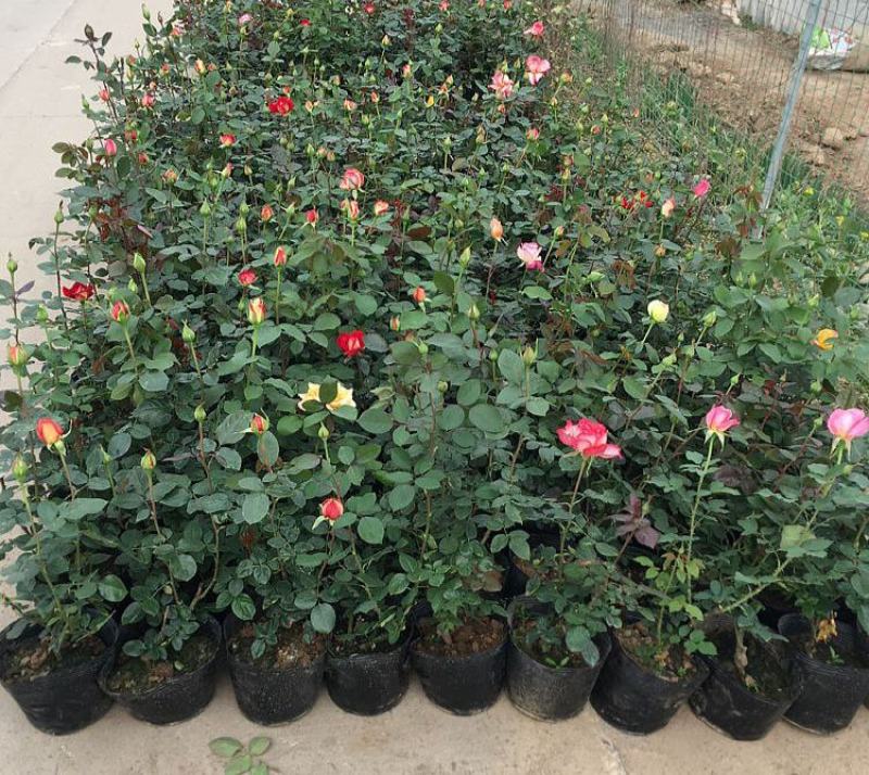 月季花苗带花苞四季开花大苗玫瑰花卉盆栽中国红