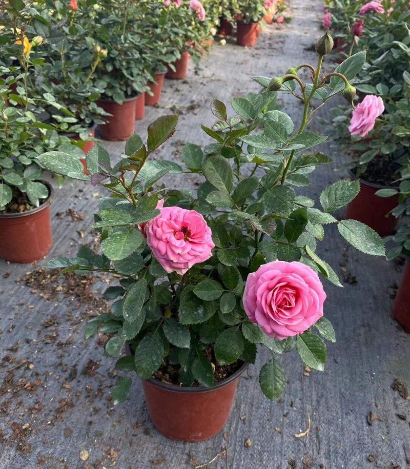 月季花苗带花苞四季开花大苗玫瑰花卉盆栽中国红