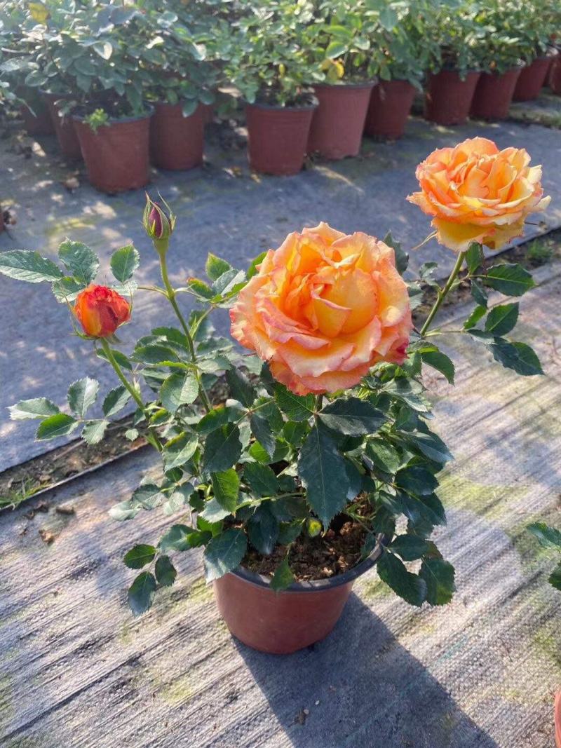 月季花苗带花苞四季开花大苗玫瑰花卉盆栽中国红