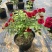 月季花苗带花苞四季开花大苗玫瑰花卉盆栽中国红
