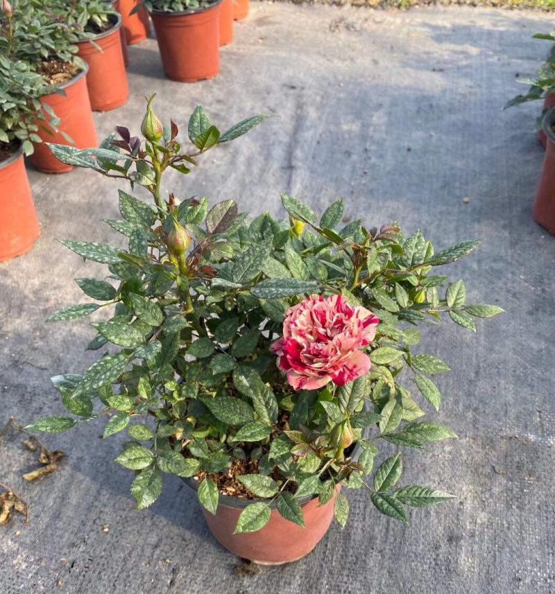 月季花苗带花苞四季开花大苗玫瑰花卉盆栽中国红