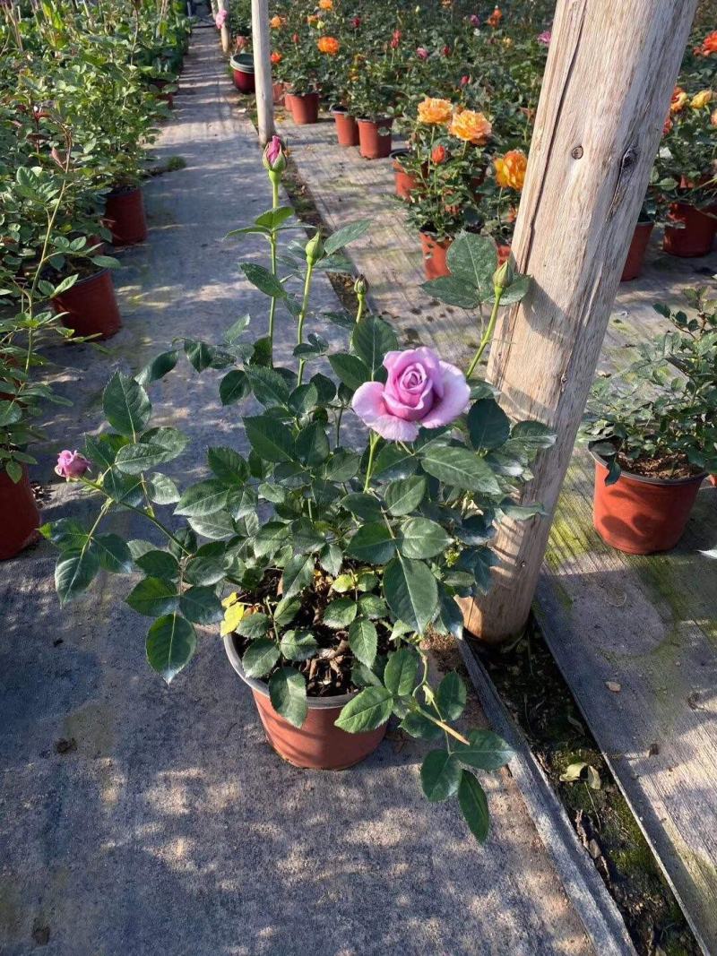 月季花苗带花苞四季开花大苗玫瑰花卉盆栽中国红