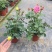 月季花苗带花苞四季开花大苗玫瑰花卉盆栽中国红