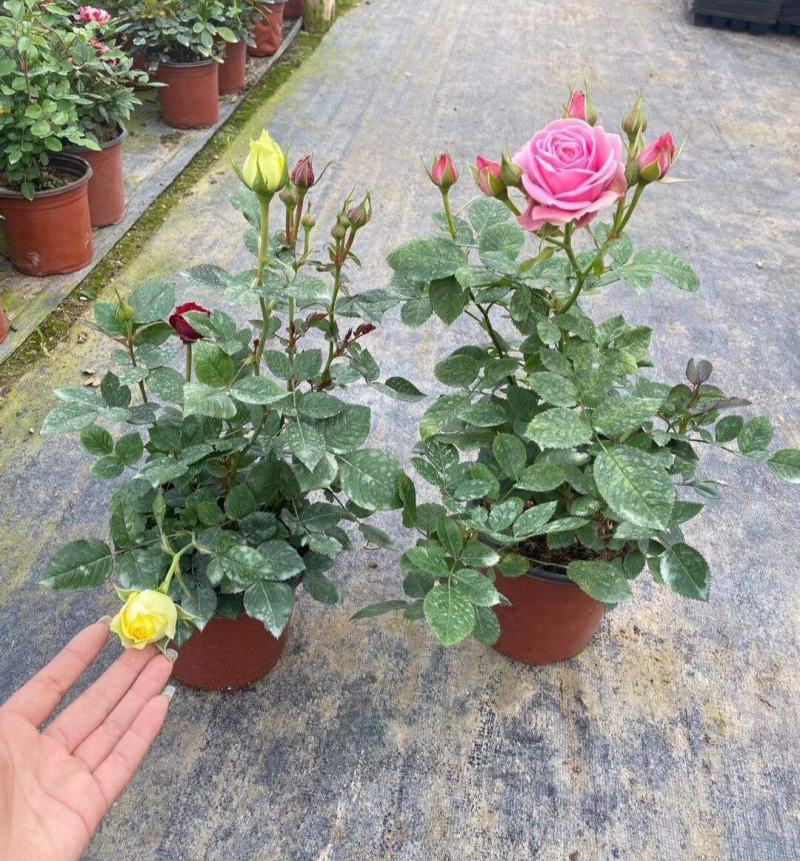 月季花苗带花苞四季开花大苗玫瑰花卉盆栽中国红