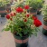 月季花苗带花苞四季开花大苗玫瑰花卉盆栽中国红