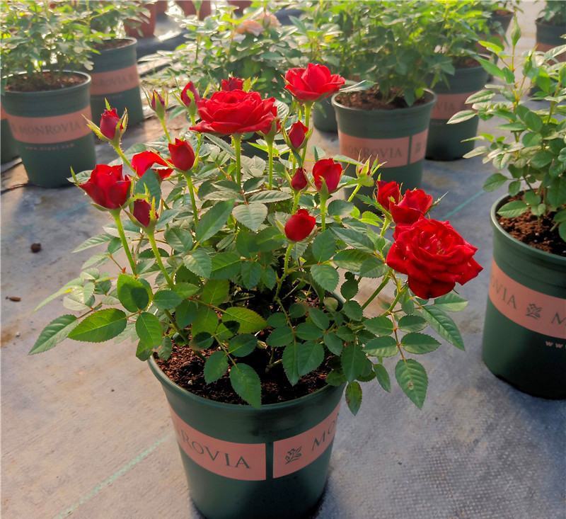 月季花苗带花苞四季开花大苗玫瑰花卉盆栽中国红