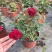 月季花苗带花苞四季开花大苗玫瑰花卉盆栽中国红