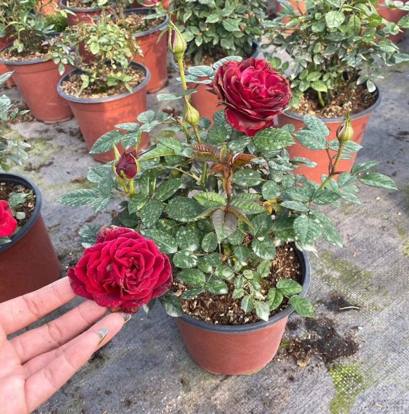 月季花苗带花苞四季开花大苗玫瑰花卉盆栽中国红