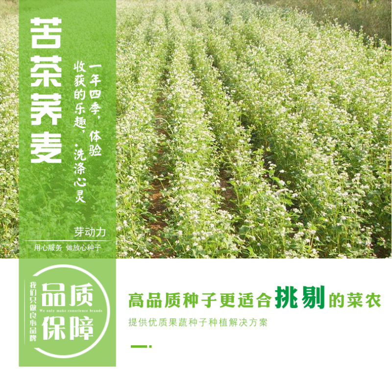 荞麦种子
