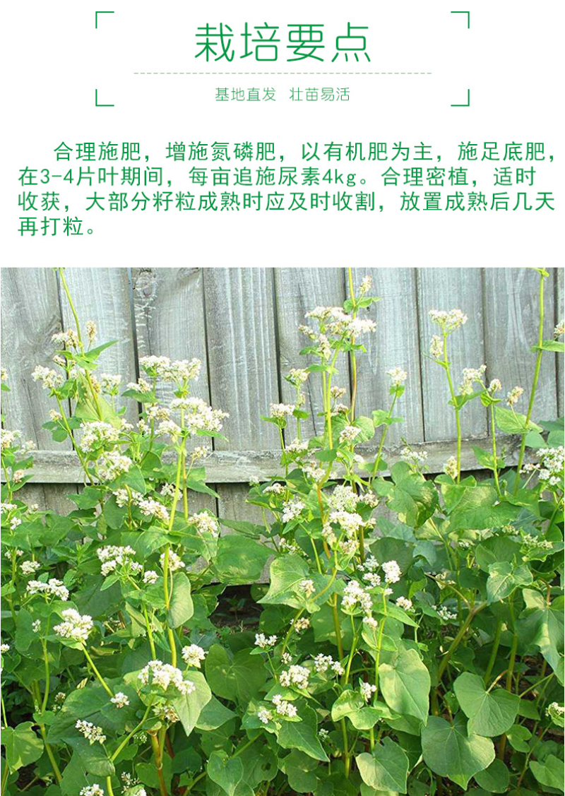 荞麦种子