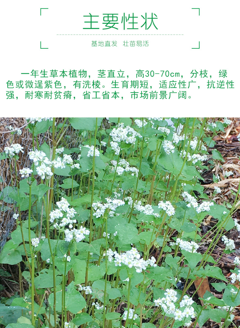 荞麦种子