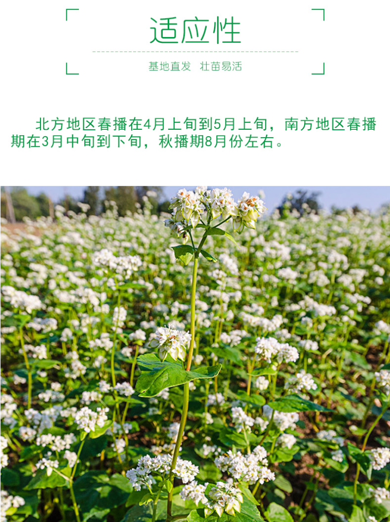 荞麦种子