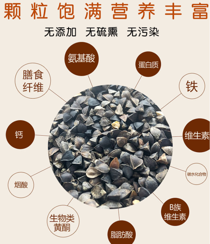 荞麦种子