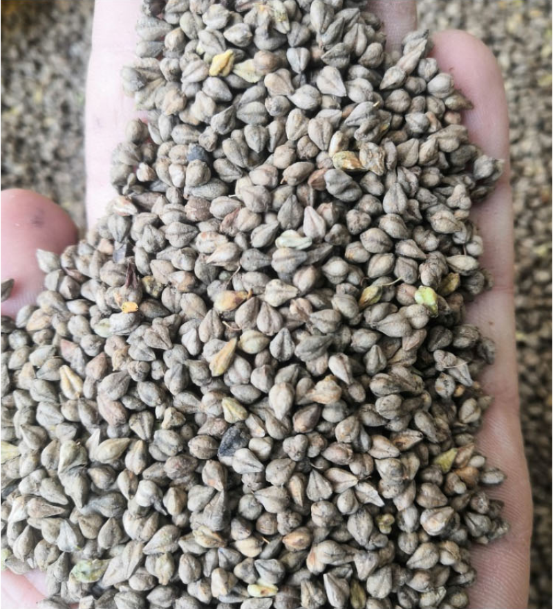 荞麦种子