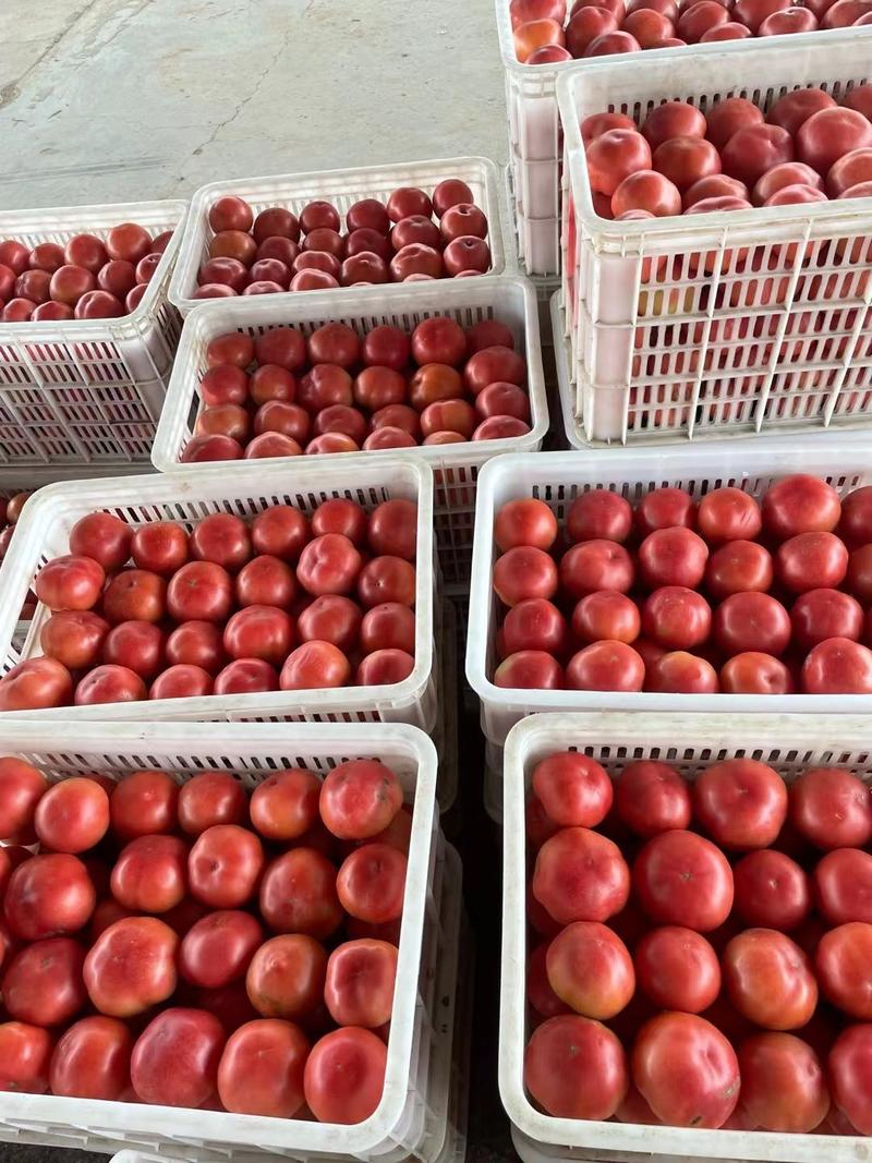 【河北西红柿】硬粉西红柿弧三以上产地直发提供一条龙服务