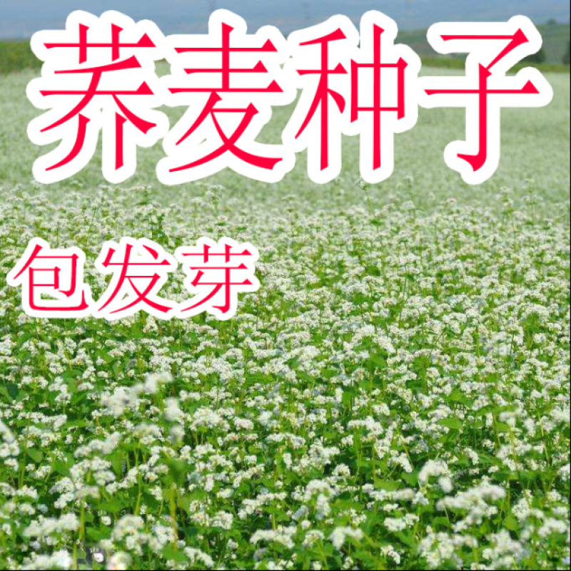 荞麦种子