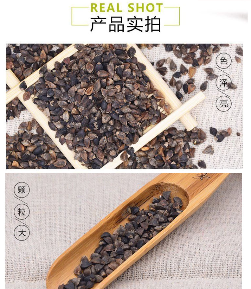 荞麦种子