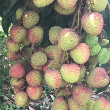 荔枝