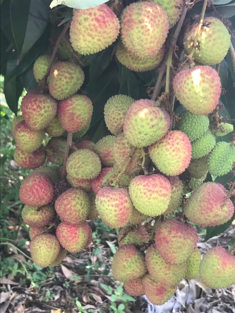 荔枝