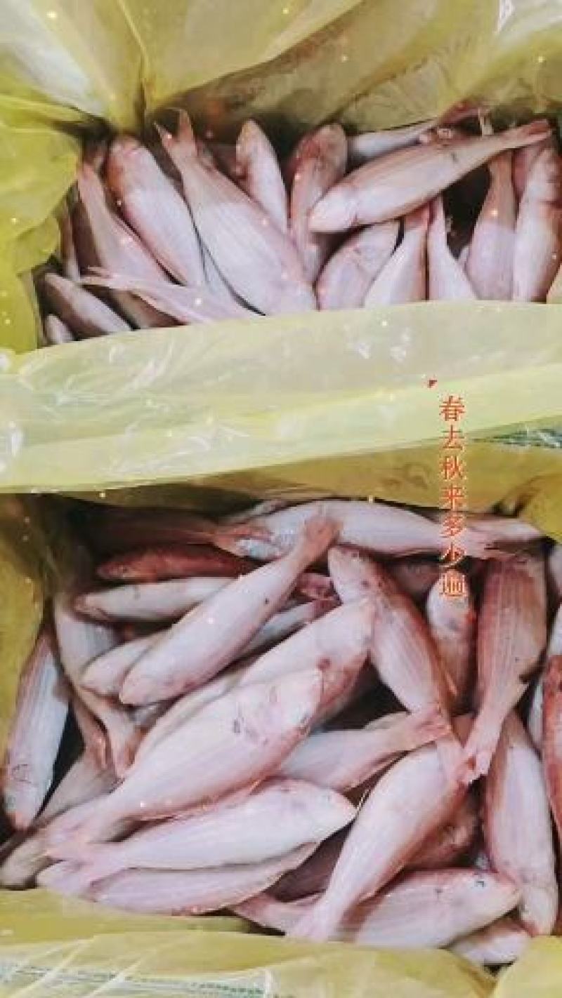 单冻金丝鱼，价格连美，品质优美，大众化适用