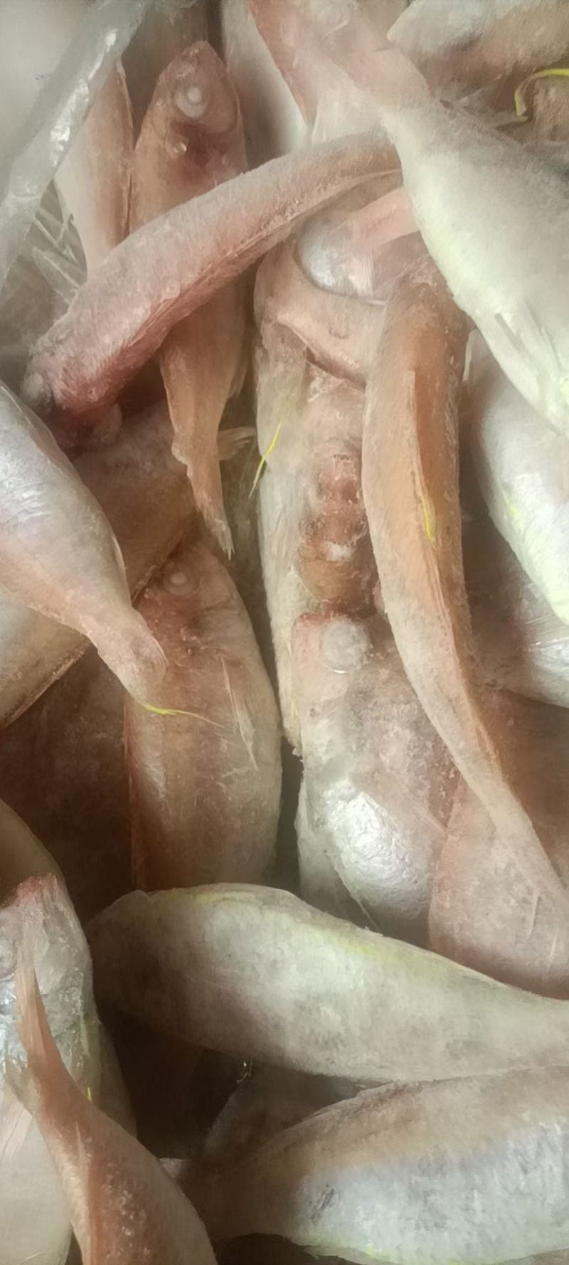 单冻金丝鱼，价格连美，品质优美，大众化适用