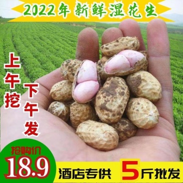 2022年新鲜湿花生一件代发红皮粉皮带泥带壳发货包邮
