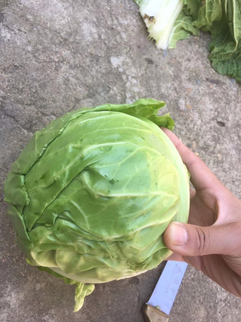 优质纯甘蓝全国整车发货，承接市场，超市电商。