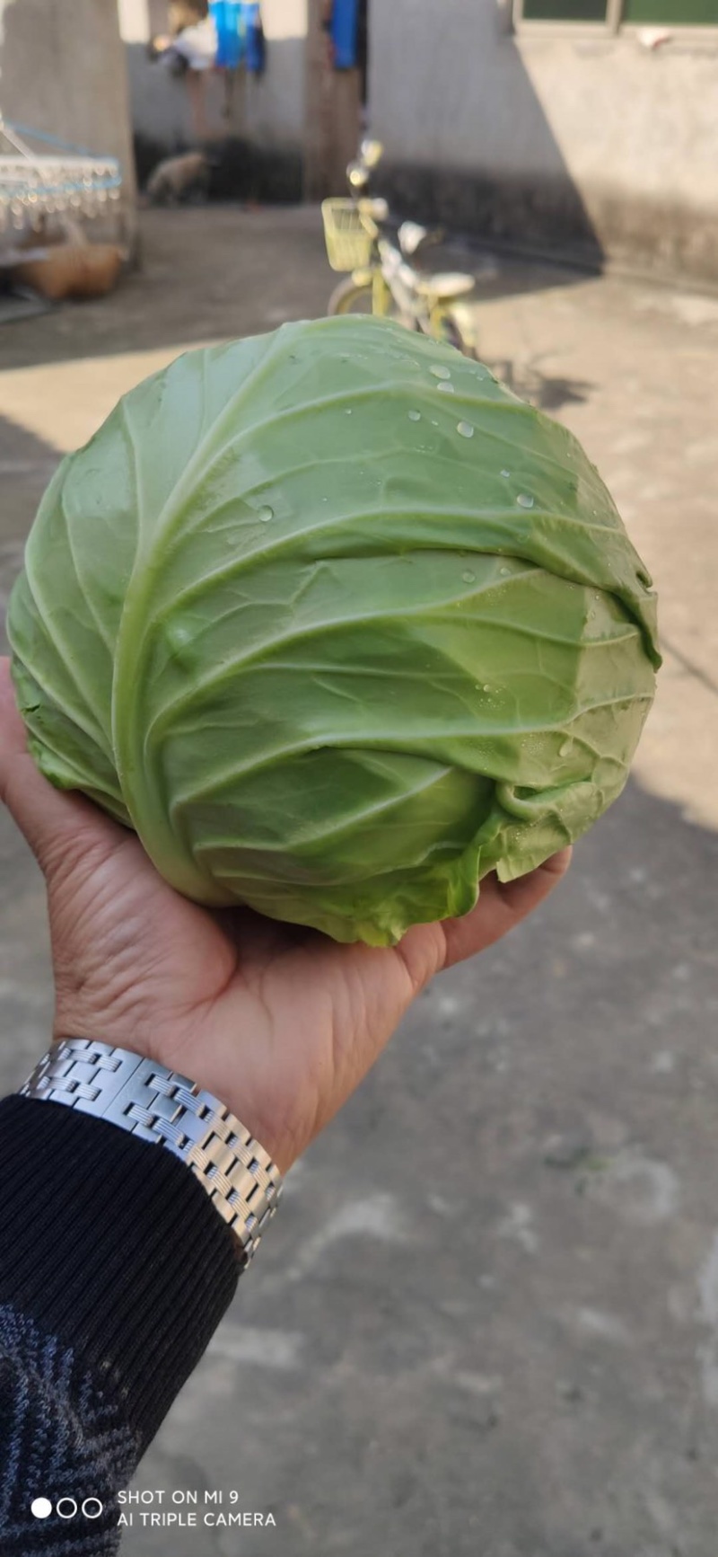 优质纯甘蓝全国整车发货，承接市场，超市电商。