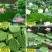 荷花种子荷花莲子种子高产莲藕池塘观赏河道绿化