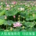 荷花种子荷花莲子种子高产莲藕池塘观赏河道绿化