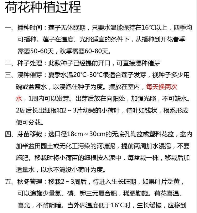 荷花种子荷花莲子种子高产莲藕池塘观赏河道绿化