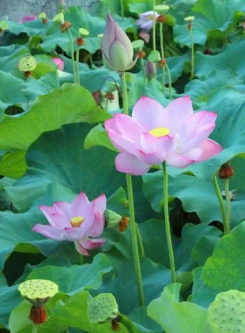 荷花种子荷花莲子种子高产莲藕池塘观赏河道绿化