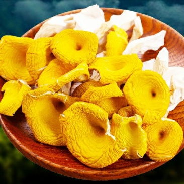云南鸡油菌黄金菇菌香四溢鲜香美味营养丰富包邮