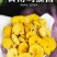 云南鸡油菌黄金菇菌香四溢鲜香美味营养丰富包邮