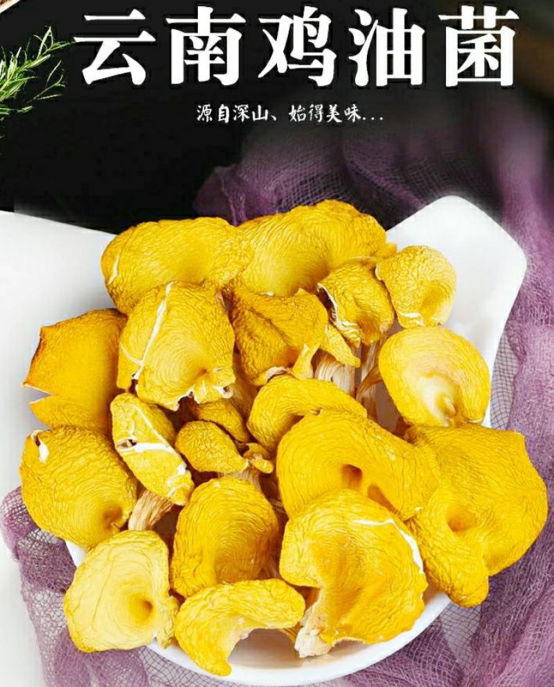 云南鸡油菌黄金菇菌香四溢鲜香美味营养丰富包邮