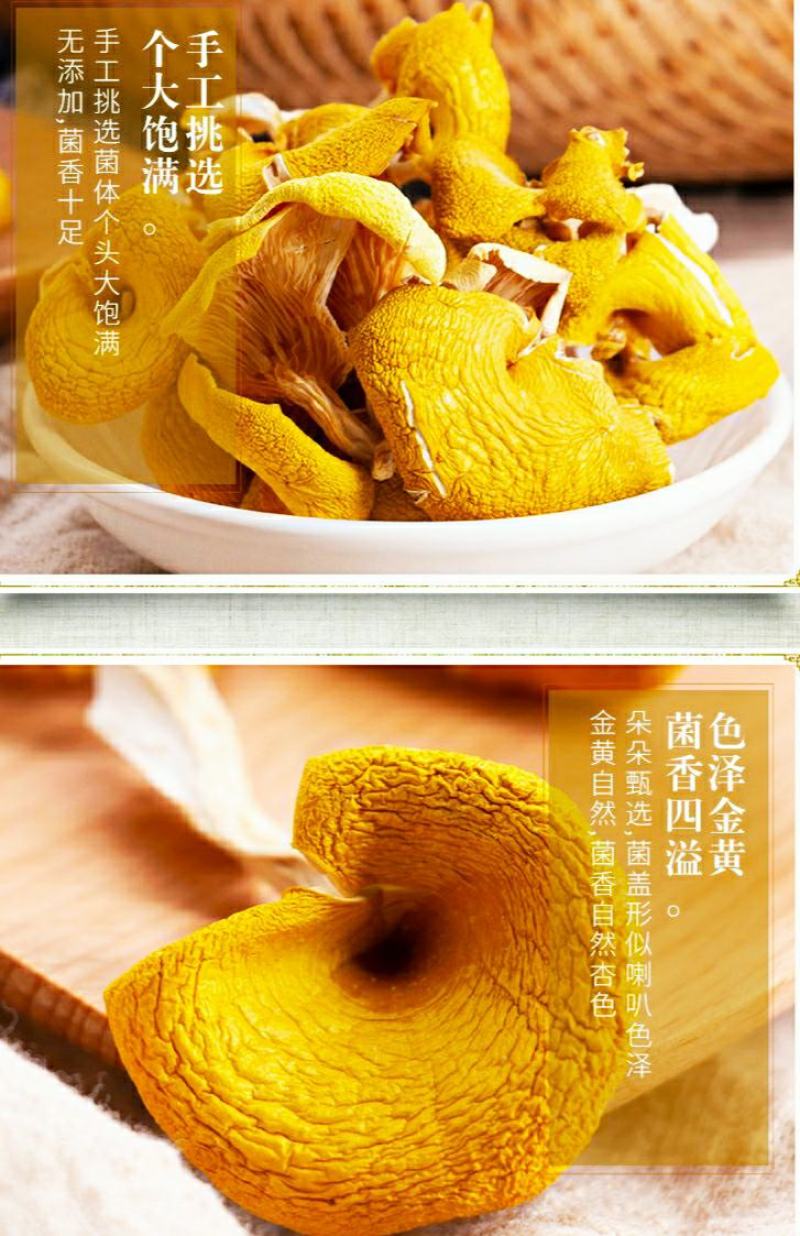 云南鸡油菌黄金菇菌香四溢鲜香美味营养丰富包邮