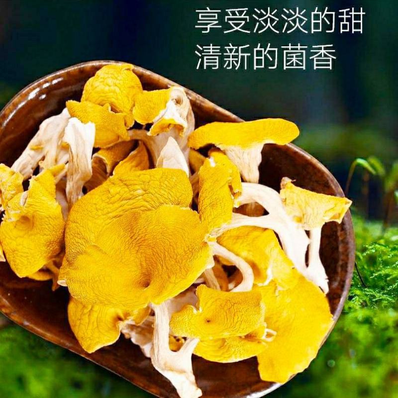 云南鸡油菌黄金菇菌香四溢鲜香美味营养丰富包邮