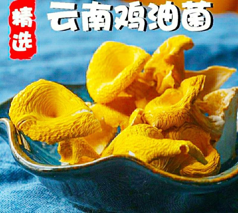 云南鸡油菌黄金菇菌香四溢鲜香美味营养丰富包邮